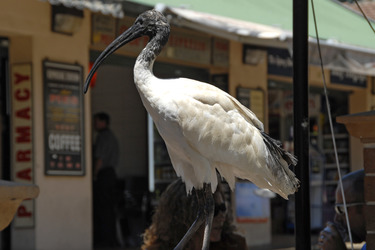 Ibis