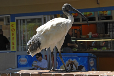 Ibis
