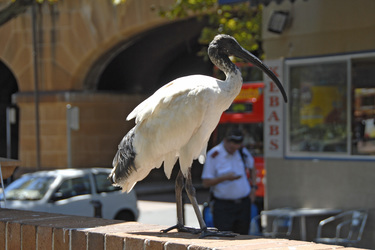 Ibis