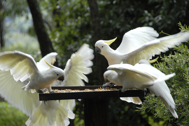 Kakadus im Ku-ring-gai-Chase-Nationalpark