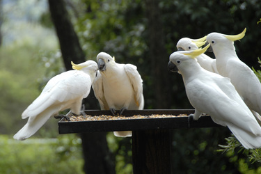 Kakadus im Ku-ring-gai-Chase-Nationalpark