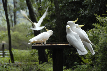 Kakadus im Ku-ring-gai-Chase-Nationalpark