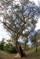 Baum im Ku-ring-gai-Chase-Nationalpark