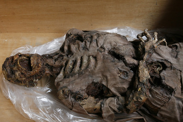 Modelll einer Leiche