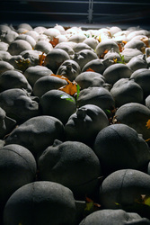 Kopfsteinpflaster von Timm Ulrichs