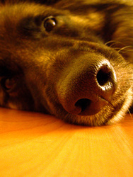 Langhaar-Schäferhund