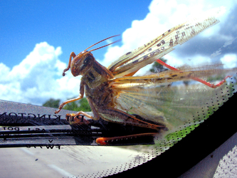 Locust
