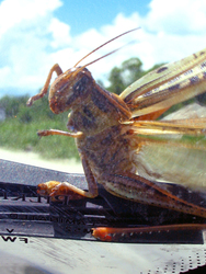 Locust