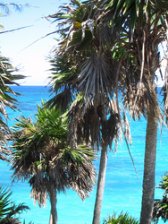 Palmen und Meer bei Tulúm