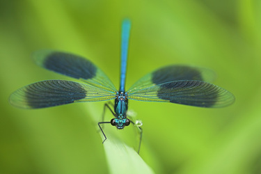 Blaugebänderte Prachtlibelle