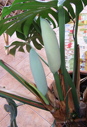 Philodendron Knospen