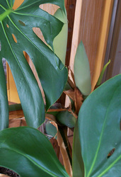 Philodendron Knospe