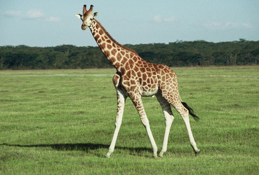 Giraffen