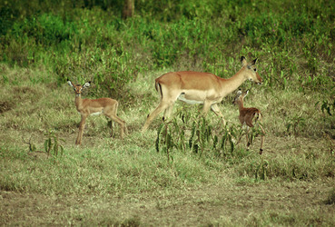 Impala Antilopen