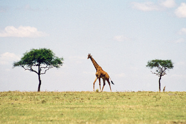 Giraffe