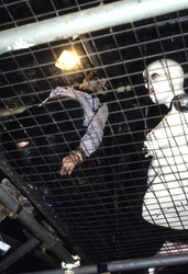 Photoshooting mit Specimen in London