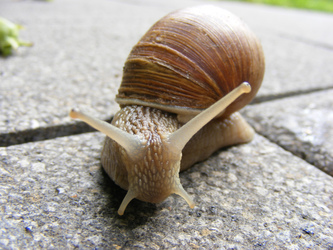 Weinbergschnecke