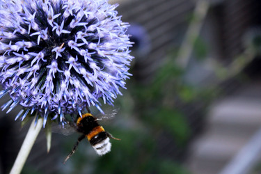 Hummel
