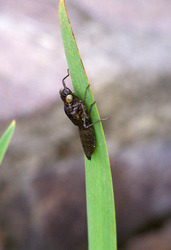 Libellenlarve kurz vor der Häutung