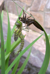 Libelle mit leerem Kokon