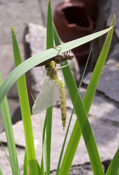 Libelle mit leerem Kokon