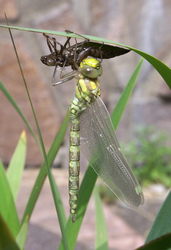 Libelle mit leerem Kokon