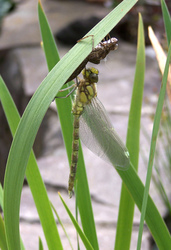 Libelle mit leerem Kokon