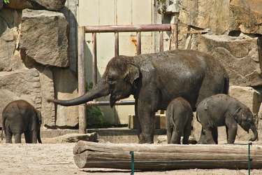 Asiatische Elefanten