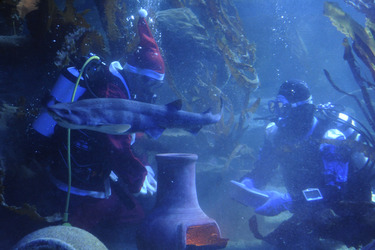 Der Weihnachtsmann im Sea Life