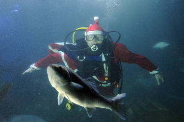 Der Weihnachtsmann im Sea Life