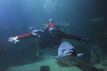 Der Weihnachtsmann im Sea Life