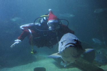Der Weihnachtsmann im Sea Life