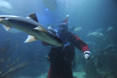 Der Weihnachtsmann im Sea Life