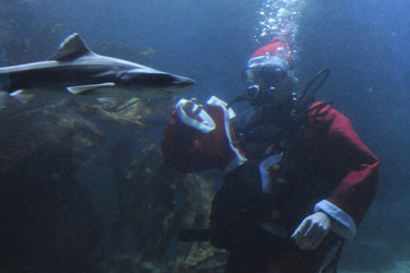 Der Weihnachtsmann im Sea Life