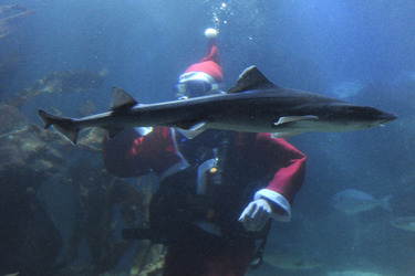 Der Weihnachtsmann im Sea Life