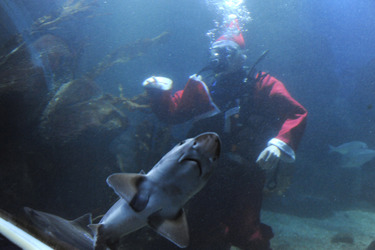 Der Weihnachtsmann im Sea Life