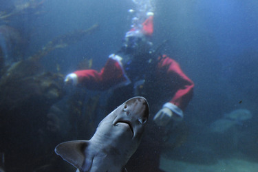 Der Weihnachtsmann im Sea Life