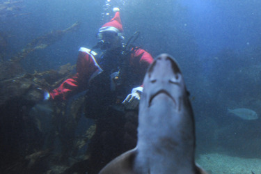 Der Weihnachtsmann im Sea Life