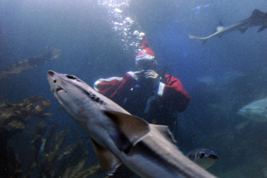 Der Weihnachtsmann im Sea Life