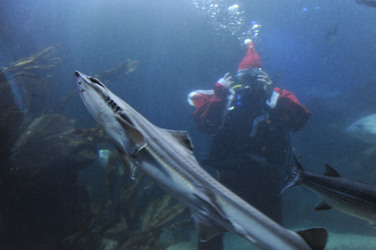 Der Weihnachtsmann im Sea Life