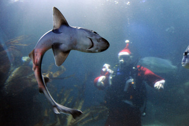 Der Weihnachtsmann im Sea Life