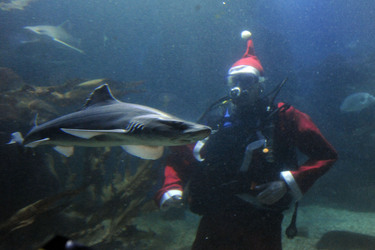 Der Weihnachtsmann im Sea Life