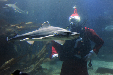 Der Weihnachtsmann im Sea Life