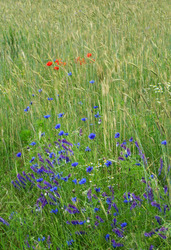 Mohnblumen, Kornrade