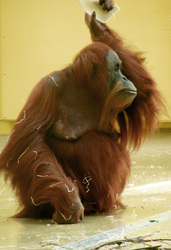 Orang-Utan