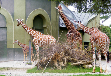 Giraffen