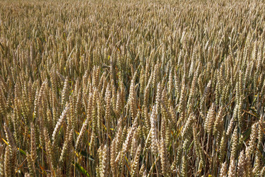 Getreidefeld