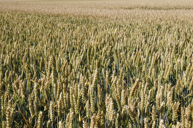 Getreidefeld