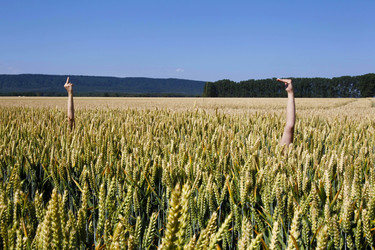 Arme im Getreidefeld