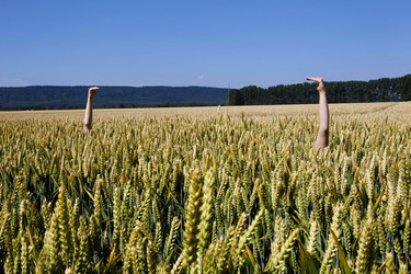 Arme im Getreidefeld